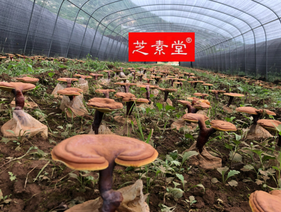 QQ图片20190803151316.png