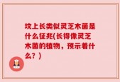 坟上长类似灵芝木菌是什么征兆(长得像灵芝木菌的植物，预示着什么？)
