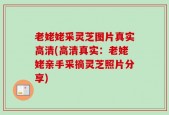 老姥姥采灵芝图片真实高清(高清真实：老姥姥亲手采摘灵芝照片分享)