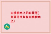 山核桃木上的白灵芝(白灵芝生长在山核桃木上)