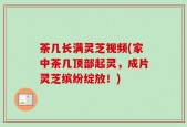 茶几长满灵芝视频(家中茶几顶部起灵，成片灵芝缤纷绽放！)