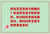 野生灵芝带孢子粉图片？听说灵芝孢子粉非常好，身边的好多朋友都在吃，想问问灵芝孢子粉究竟有多好