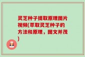 灵芝种子提取原理图片视频(萃取灵芝种子的方法和原理，图文并茂)