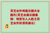 灵芝水外观展示图大全图片(灵芝水展示图集锦：观赏引人入胜之灵芝水外形漂亮展示)