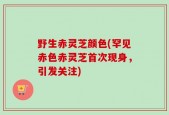 野生赤灵芝颜色(罕见赤色赤灵芝首次现身，引发关注)