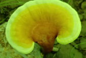 灵芝孢子粉的功效与作用及禁忌都有哪些？