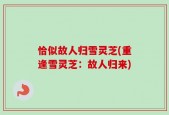 恰似故人归雪灵芝(重逢雪灵芝：故人归来)