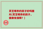 灵芝喂养的鸽子好吗图片(灵芝喂养的鸽子，健康有保障？)