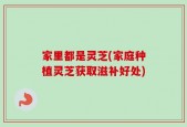 家里都是灵芝(家庭种植灵芝获取滋补好处)