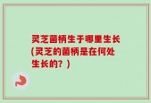 灵芝菌柄生于哪里生长(灵芝的菌柄是在何处生长的？)