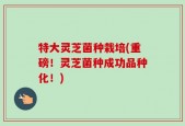 特大灵芝菌种栽培(重磅！灵芝菌种成功品种化！)