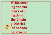 山东省聊城市茌平区灵芝(Discovering the Wonders of Lingzhi in the Chiping District of Shandong Province)