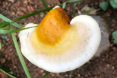 灵芝孢子粉品牌哪个好？这款居然是最好的！