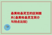 桑黄和桑灵芝的区别图片(桑黄和桑灵芝简介与特点比较)