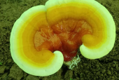 过期的灵芝孢子粉还能吃吗？看完你还敢吃？