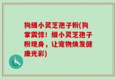 狗细小灵芝孢子粉(狗掌震惊！细小灵芝孢子粉现身，让宠物焕发健康光彩)