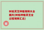 树桩灵芝种植视频大全图片(树桩种植灵芝全过程视频汇总)