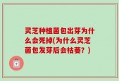 灵芝种植菌包出芽为什么会死掉(为什么灵芝菌包发芽后会枯萎？)