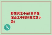 野生灵芝小朵(生长在深山之中的珍贵灵芝小朵)
