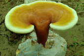 灵芝孢子粉破壁是什么意思？原来是这样！涨知识了