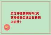 灵芝种植黄桐好吗(灵芝种植是否适合在黄桐上进行？