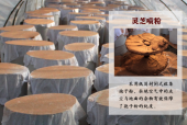 灵芝孢子粉适合什么人吃？人人可食吗？