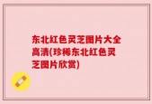 东北红色灵芝图片大全高清(珍稀东北红色灵芝图片欣赏)