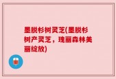 墨脱杉树灵芝(墨脱杉树产灵芝，瑰丽森林美丽绽放)