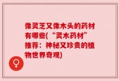 像灵芝又像木头的药材有哪些(“灵木药材”推荐：神秘又珍贵的植物世界奇观)