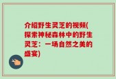 介绍野生灵芝的视频(探索神秘森林中的野生灵芝：一场自然之美的盛宴)