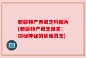 新疆特产有灵芝吗图片(新疆特产灵芝图鉴：探秘神秘的草原灵芝)
