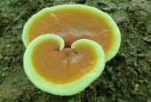 灵芝孢子粉对心脏有什么好处？你不知道的好处多的是！
