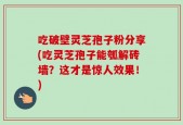 吃破壁灵芝孢子粉分享(吃灵芝孢子能瓠解砖墙？这才是惊人效果！)