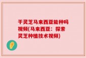 干灵芝马来西亚能种吗视频(马来西亚：探索灵芝种植技术视频)