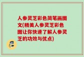 人参灵芝彩色简笔画图文(精美人参灵芝彩色图让你快速了解人参灵芝的功效与优点)