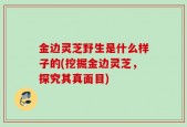 金边灵芝野生是什么样子的(挖掘金边灵芝，探究其真面目)