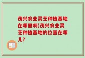茂兴农业灵芝种植基地在哪里啊(茂兴农业灵芝种植基地的位置在哪儿？