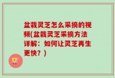盆栽灵芝怎么采摘的视频(盆栽灵芝采摘方法详解：如何让灵芝再生更快？)