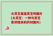 火灵芝是指灵芝吗图片(火灵芝：一种与灵芝密切相关的药材图片)