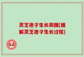 灵芝孢子生长简图(图解灵芝孢子生长过程)