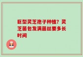 巨型灵芝孢子种植？灵芝菌包发满菌丝要多长时间