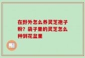 在野外怎么养灵芝孢子粉？袋子里的灵芝怎么种到花盆里