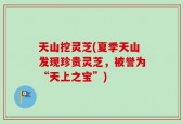 天山挖灵芝(夏季天山发现珍贵灵芝，被誉为“天上之宝”)