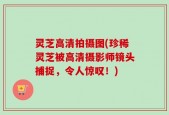 灵芝高清拍摄图(珍稀灵芝被高清摄影师镜头捕捉，令人惊叹！)