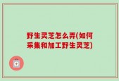 野生灵芝怎么弄(如何采集和加工野生灵芝)