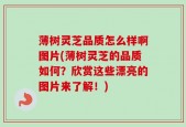 薄树灵芝品质怎么样啊图片(薄树灵芝的品质如何？欣赏这些漂亮的图片来了解！)