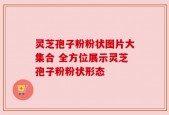 灵芝孢子粉粉状图片大集合 全方位展示灵芝孢子粉粉状形态