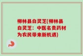 柳林县白灵芝(柳林县白灵芝：中医名贵药材为农民带来新机遇)