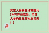 灵芝人参枸杞红枣图片(补气养血佳品，灵芝人参枸杞红枣大放异彩！)