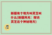 新疆有个地方叫灵芝叫什么(新疆风光：探访灵芝这个神秘地方)